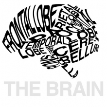brain brain
