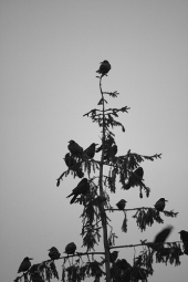 Hierarchy Hierarchy