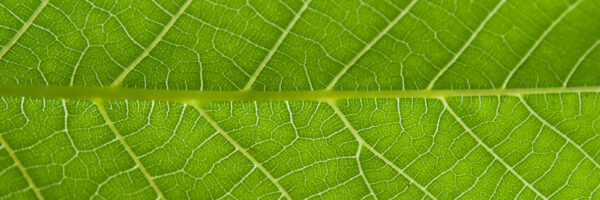 PIEL Conference 2018: Has the Green Revolution Reached the Courts?