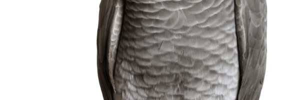 The Cecilia Moot Final – Animal Law comes to City!