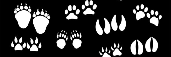 Participate in the Cecilia Moot for 2019-20!