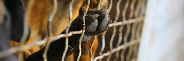 Deadline looming for entries to the A-Law Essay Competition