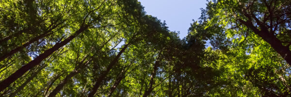 Virtual Rights of Nature talk:  attitudes and challenges